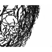 Algues
